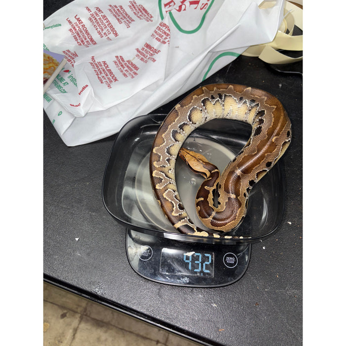 Sumatran Short Tail Python "Black Blood" (Python curtus)