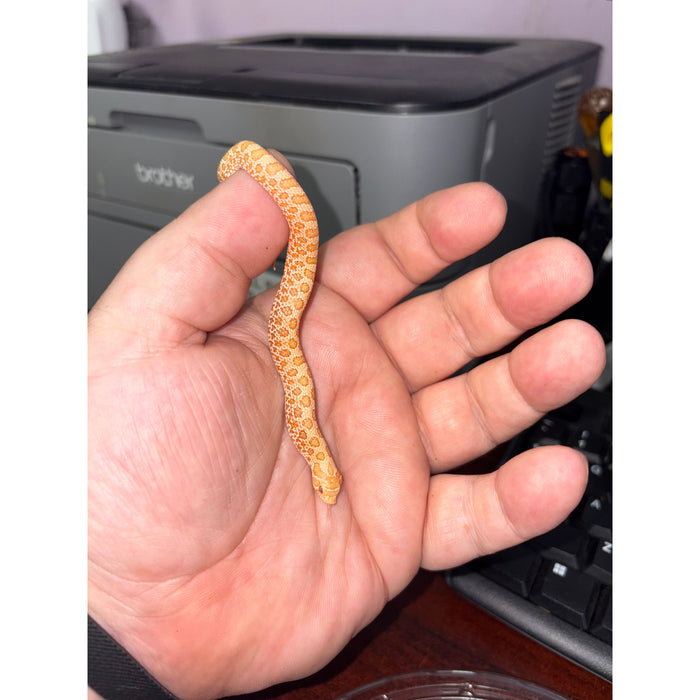 Western Hognose (Albino) (HET Snow)