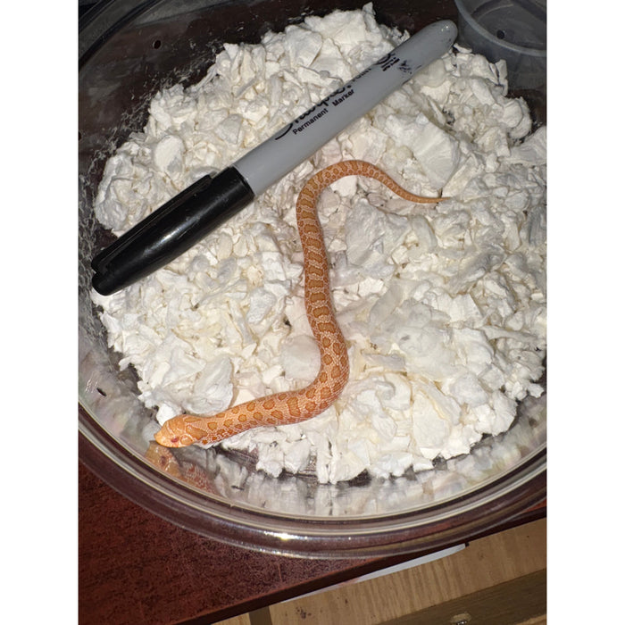 Western Hognose (Albino) (HET Snow)