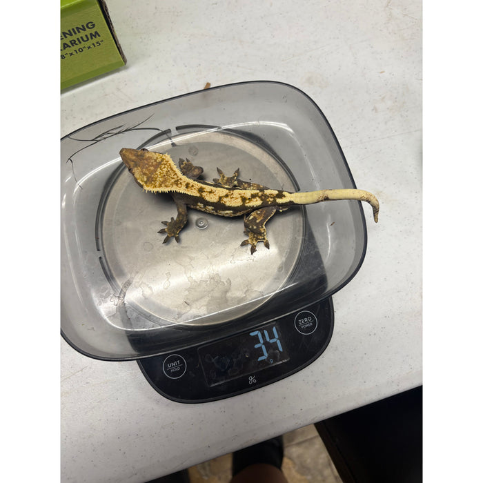 Crested Gecko (Male) (14814)