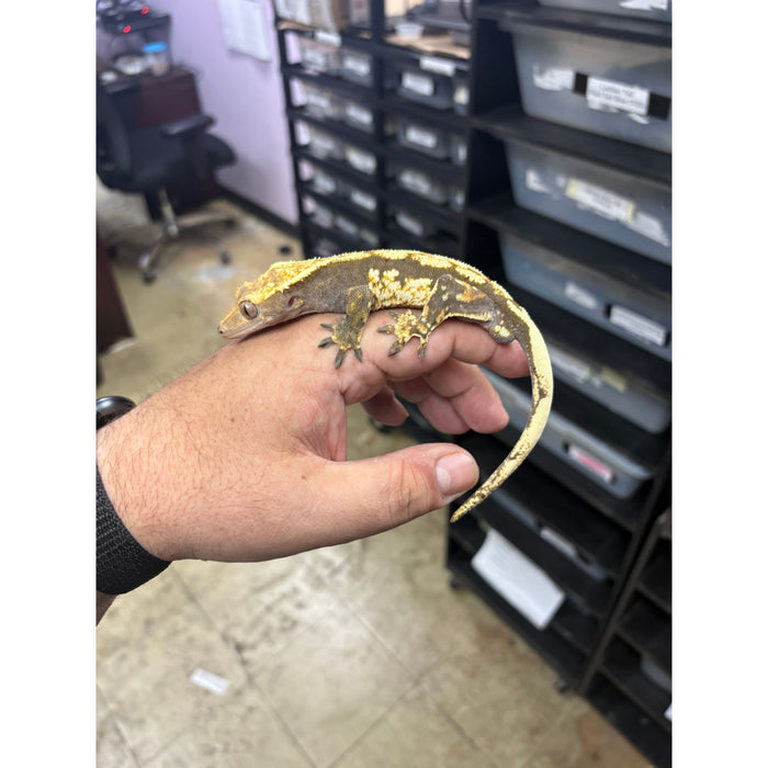 Crested Gecko (Male) (14814)