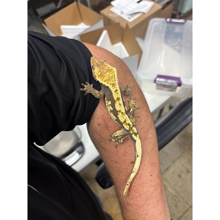 Crested Gecko (Male) (14814)