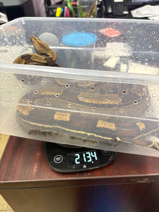 Roswell Ladder Tail Red Tail Boa (66% HET Kahl) (50% Suriname)