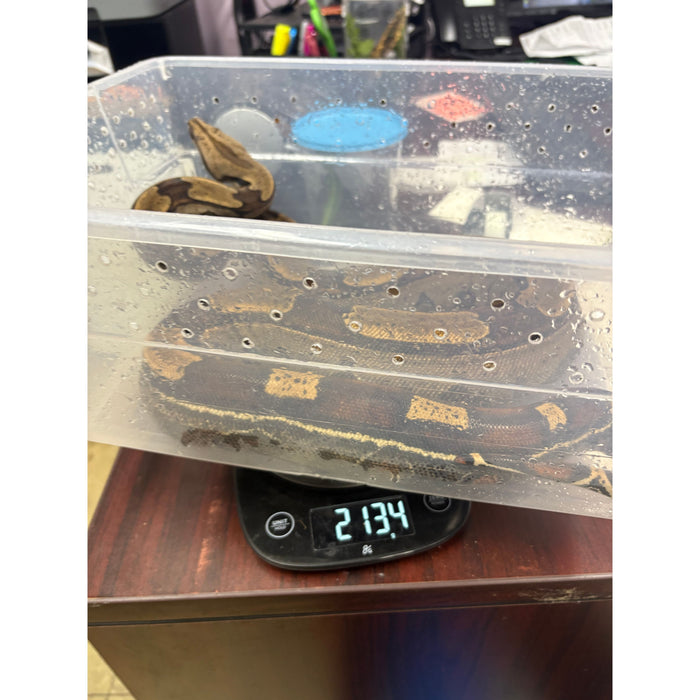 Roswell Ladder Tail Red Tail Boa (66% HET Kahl) (50% Suriname)