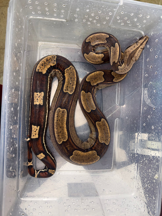 Roswell Ladder Tail Red Tail Boa (66% HET Kahl) (50% Suriname)