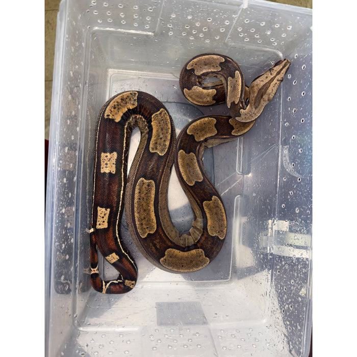 Roswell Ladder Tail Red Tail Boa (66% HET Kahl) (50% Suriname)