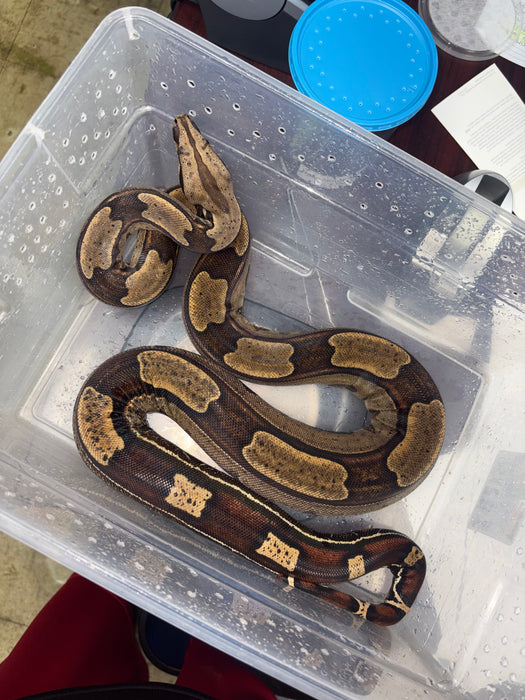 Roswell Ladder Tail Red Tail Boa (66% HET Kahl) (50% Suriname)