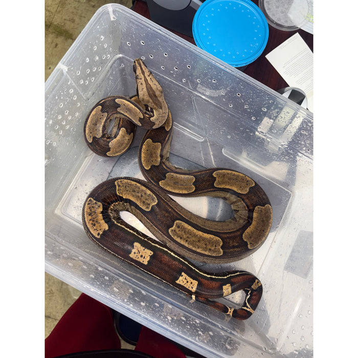 Roswell Ladder Tail Red Tail Boa (66% HET Kahl) (50% Suriname)