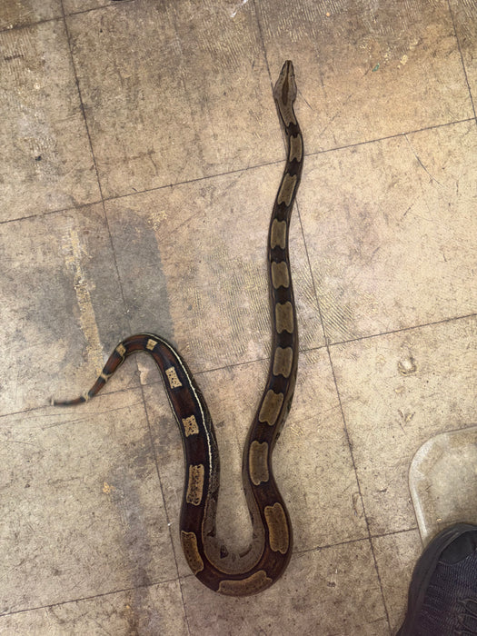 Roswell Ladder Tail Red Tail Boa (66% HET Kahl) (50% Suriname)