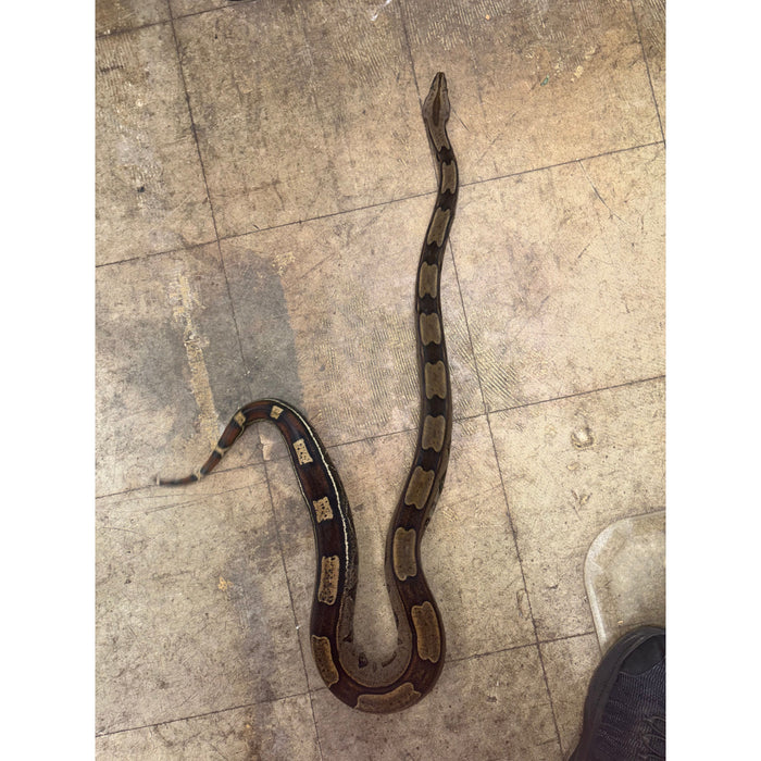 Roswell Ladder Tail Red Tail Boa (66% HET Kahl) (50% Suriname)