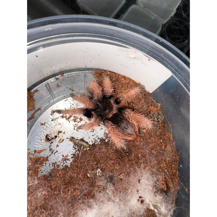 Mexican Pink Leg (Brachypelma klaasi)