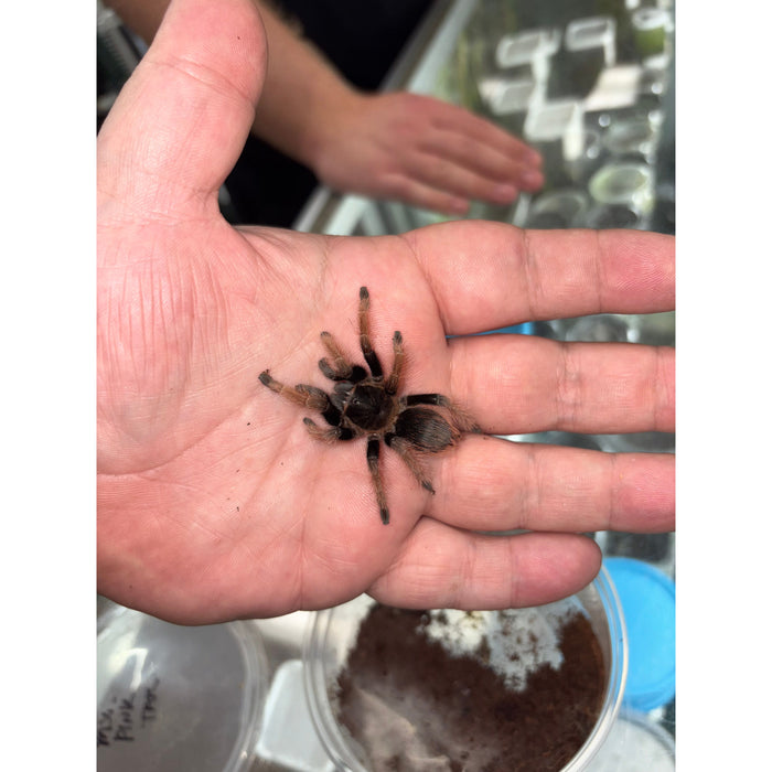 Mexican Pink Leg (Brachypelma klaasi)