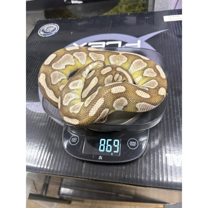 Ball Python (Lesser)