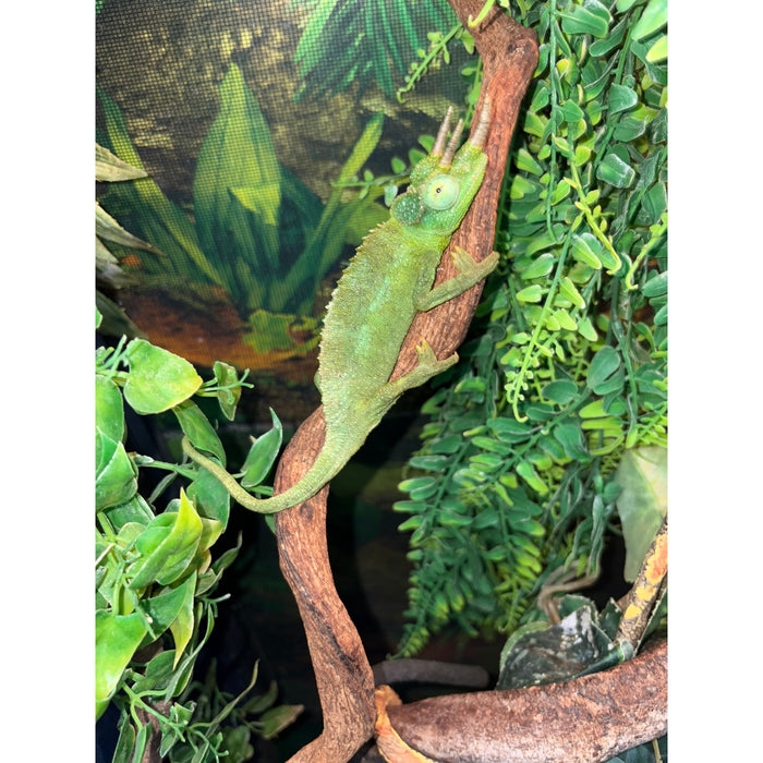 Jackson's Chameleon MALE