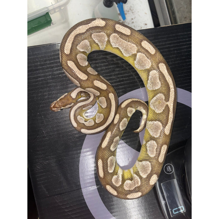 Ball Python (Lesser)