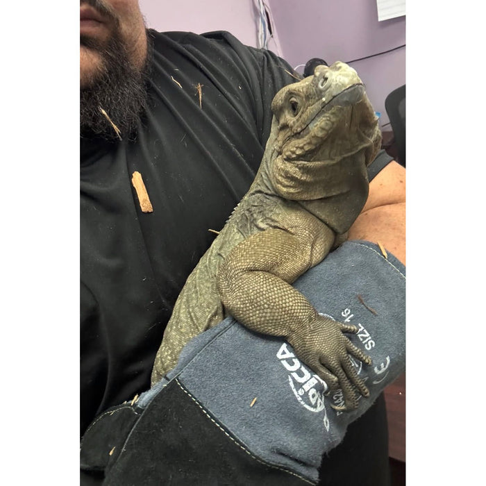 Rhino Iguana (Cyclura cornuta)