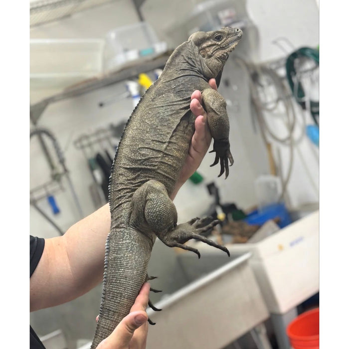 Rhino Iguana (Cyclura cornuta)