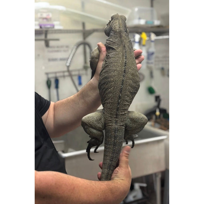 Rhino Iguana (Cyclura cornuta)