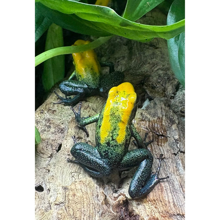 Uraba Dart Frog (P. bicolor)