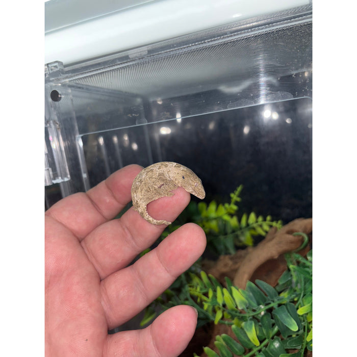 Leachianus Gecko (Baby) (Isle of Pines)
