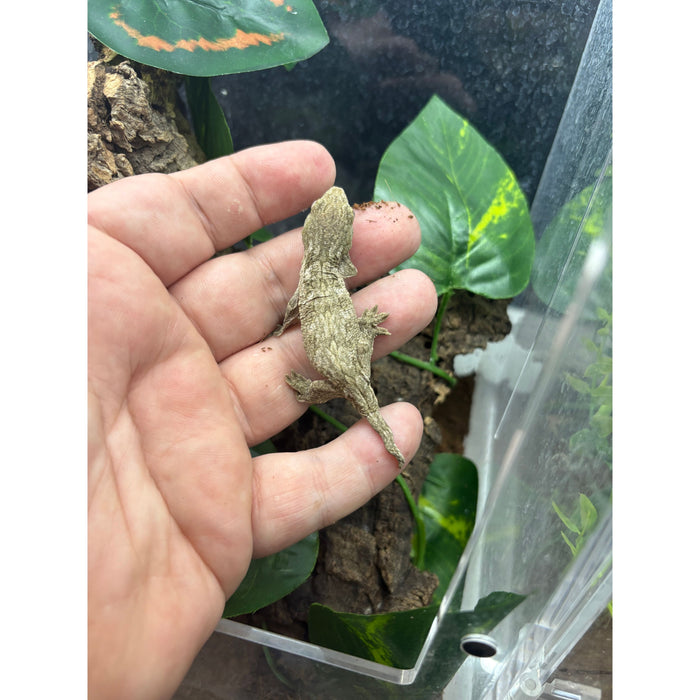 Leachianus Gecko (Baby) (Isle of Pines)