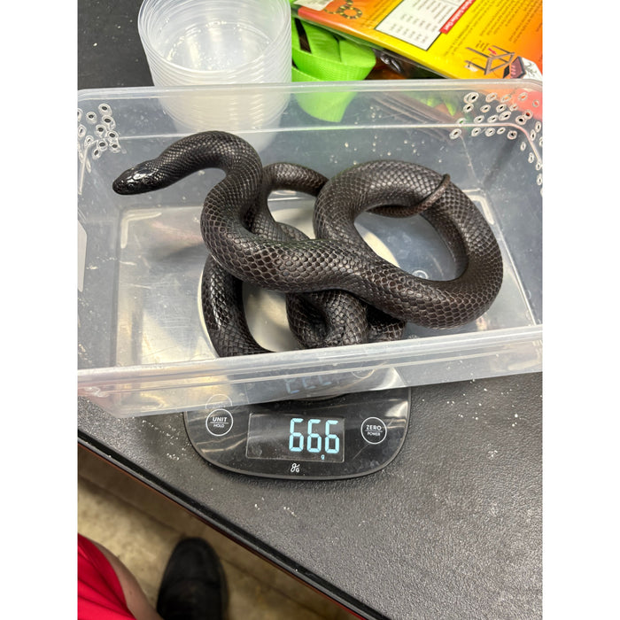 Mexican Black Kingsnake (Adult)