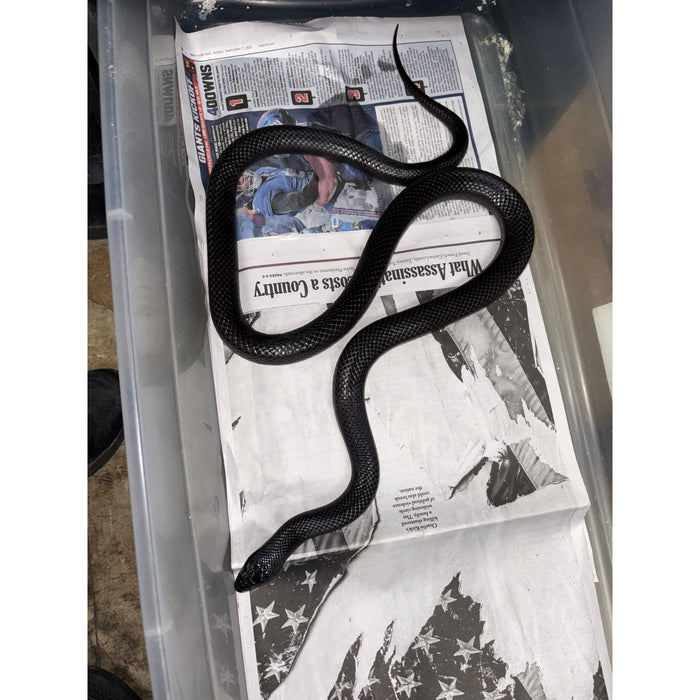 Mexican Black Kingsnake (Adult)