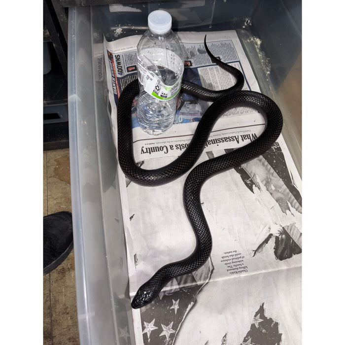 Mexican Black Kingsnake (Adult)
