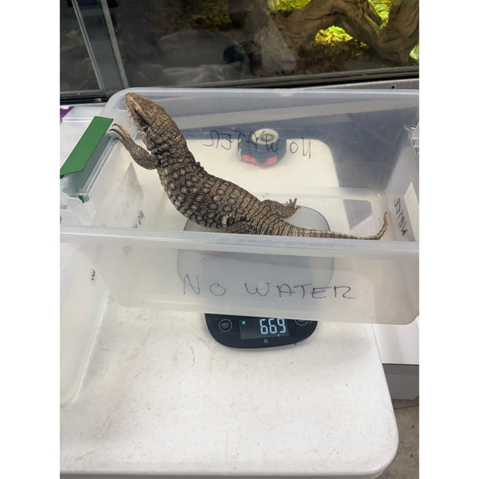 Savannah Monitor (Juvenile/Sub Adult)
