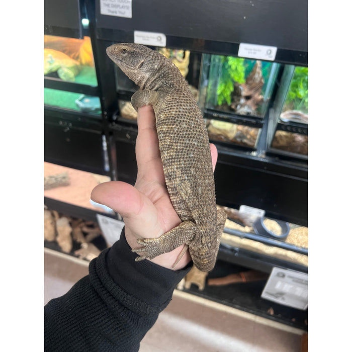 Savannah Monitor (Juvenile/Sub Adult)