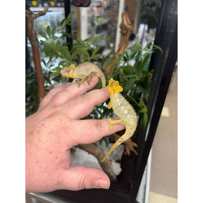 Helmeted Chameleon (Trioceros hoehnelii)