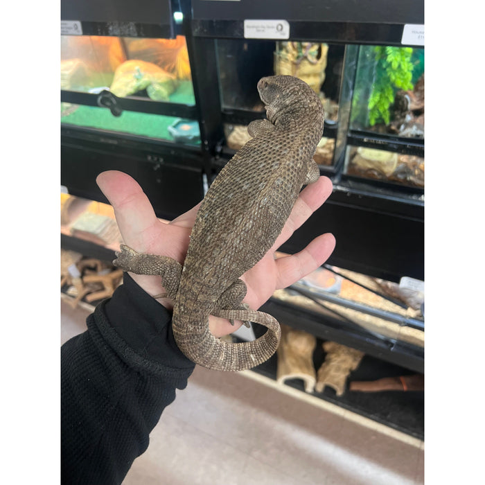 Savannah Monitor (Juvenile/Sub Adult)