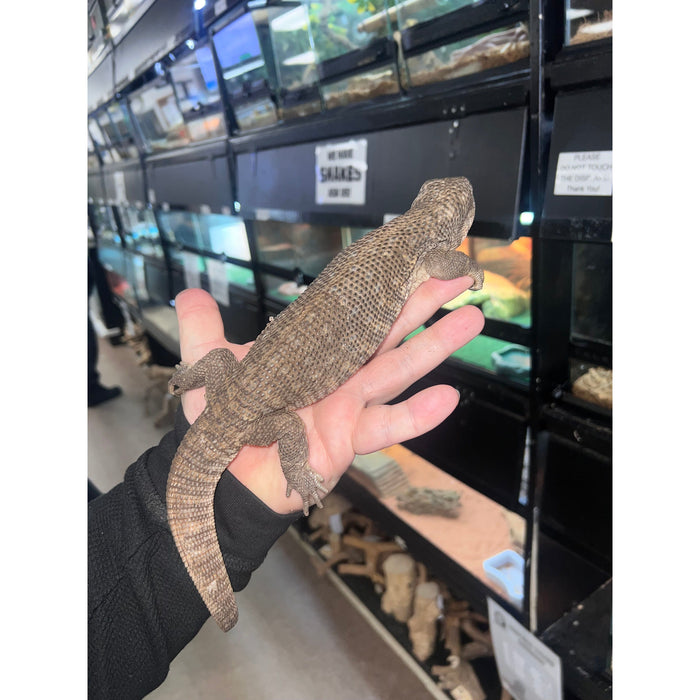 Savannah Monitor (Juvenile/Sub Adult)