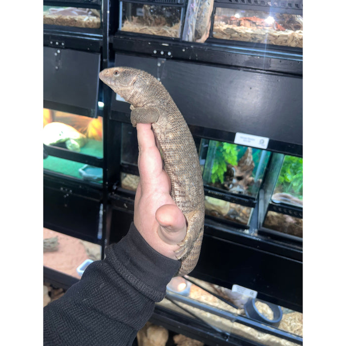 Savannah Monitor (Juvenile/Sub Adult)