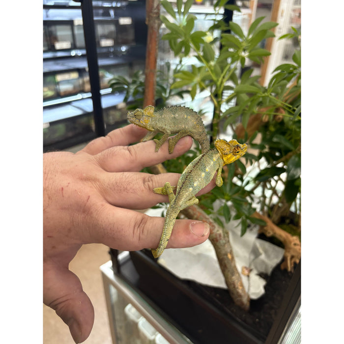 Helmeted Chameleon (Trioceros hoehnelii)