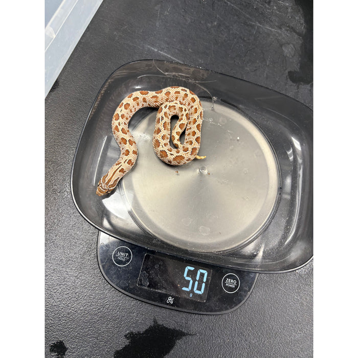 Anaconda Western Hognose Snake