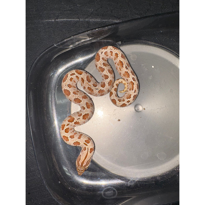 Anaconda Western Hognose Snake