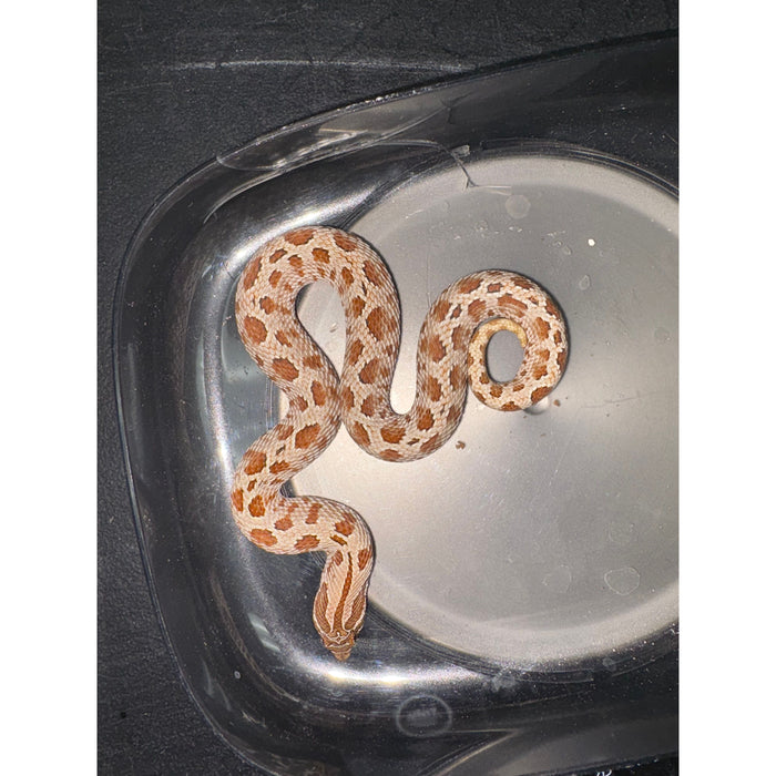 Anaconda Western Hognose Snake