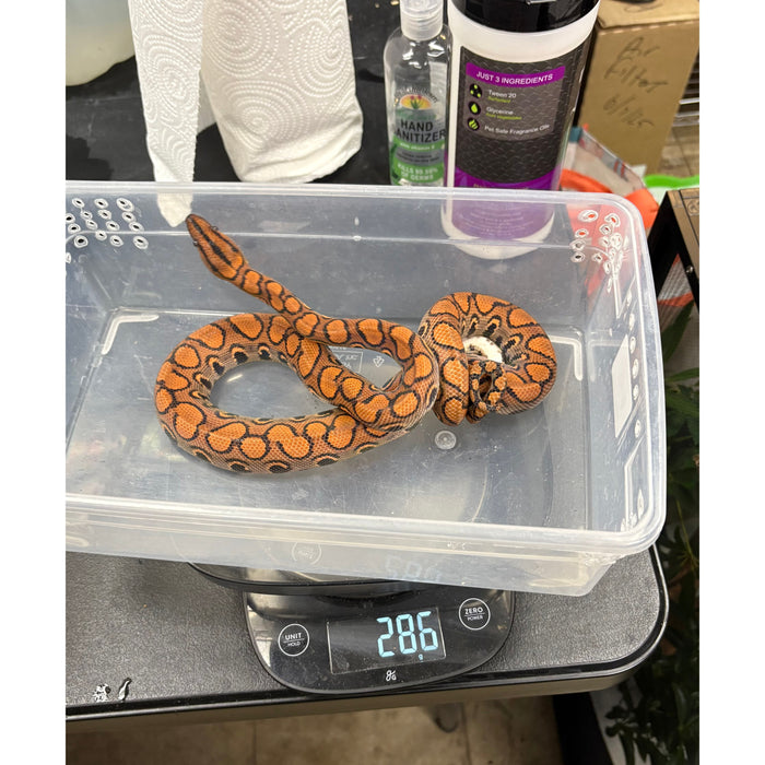 Brazilian Rainbow Boa (Epicrates cenchria)