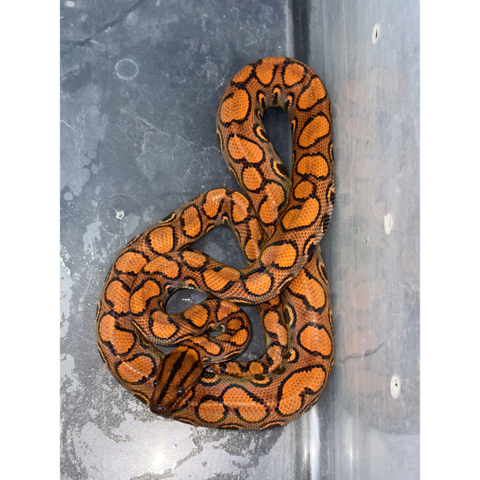 Brazilian Rainbow Boa (Epicrates cenchria)