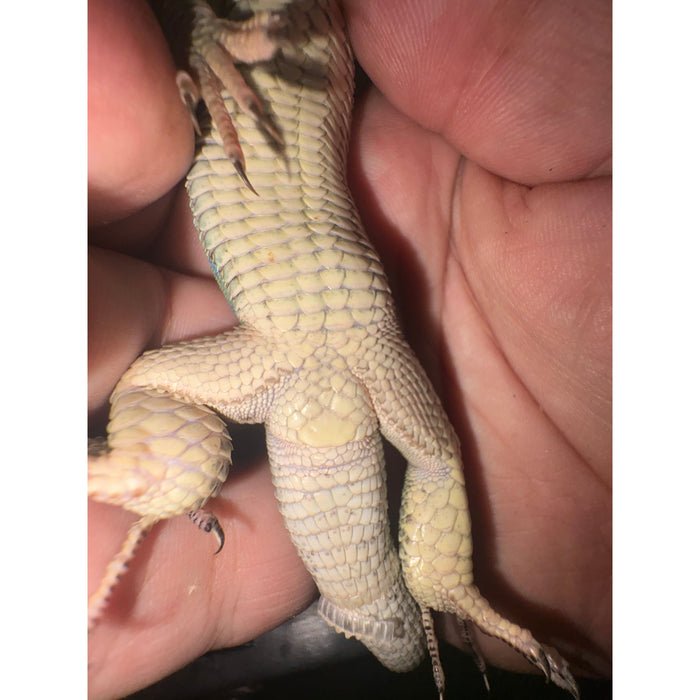 Jeweled Lacerta (Timon lepidus)