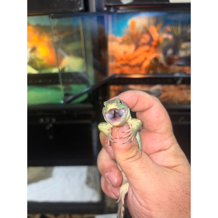 Jeweled Lacerta (Timon lepidus)