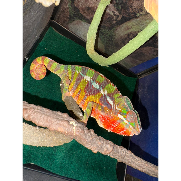 Male Panther Chameleon