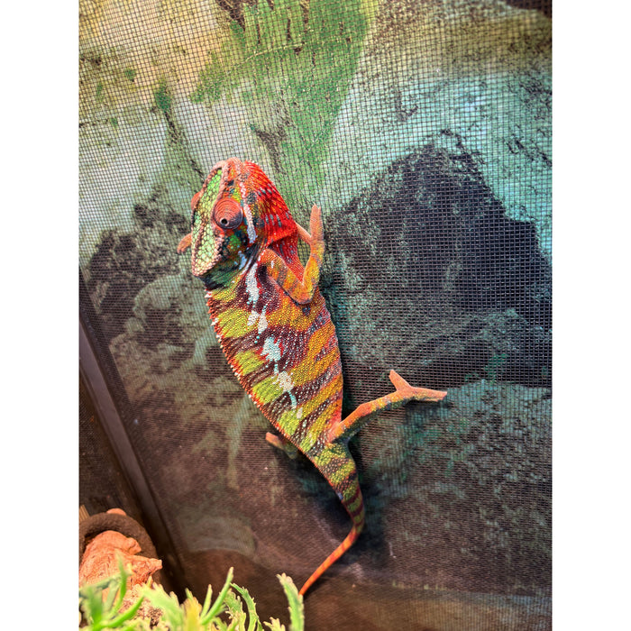 Male Panther Chameleon