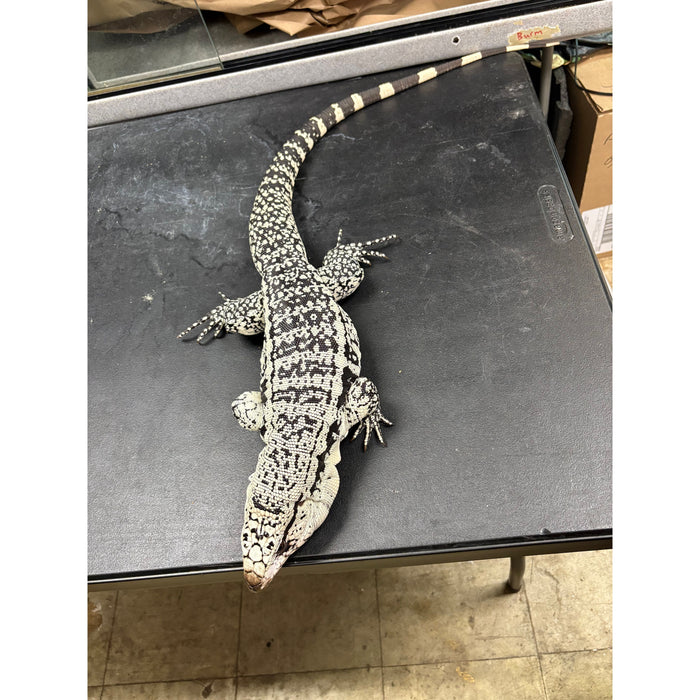 Blue Tegu (Salvator merianae)