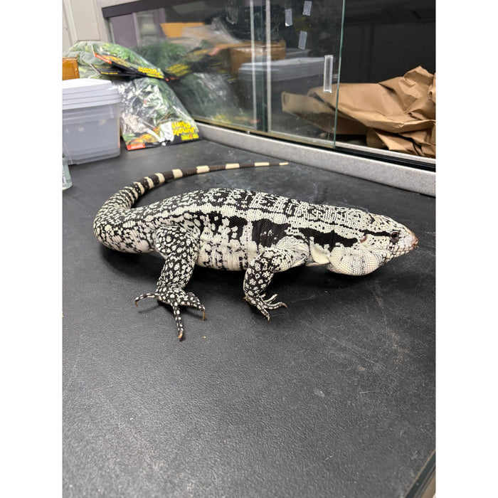 Blue Tegu (Salvator merianae)
