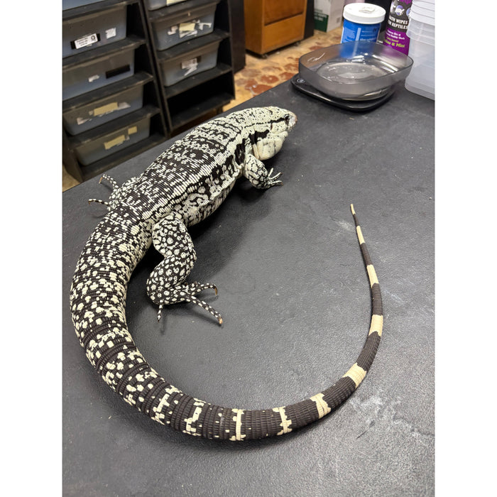 Blue Tegu (Salvator merianae)