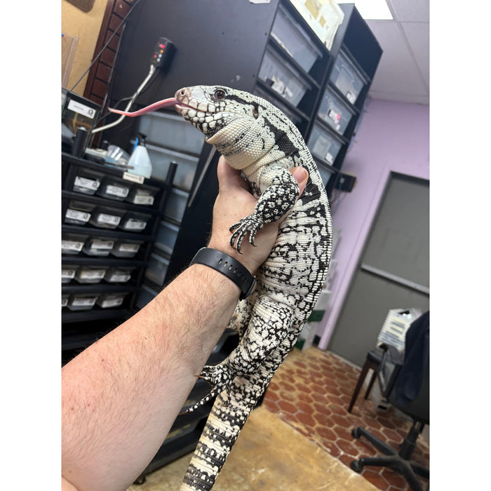 Blue Tegu (Salvator merianae)