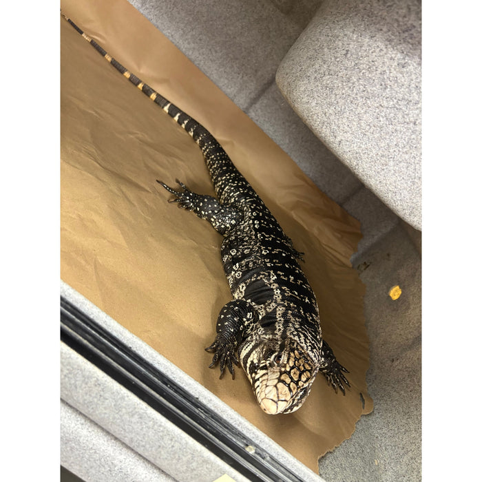 Argentine Black and White Tegu (Adult)