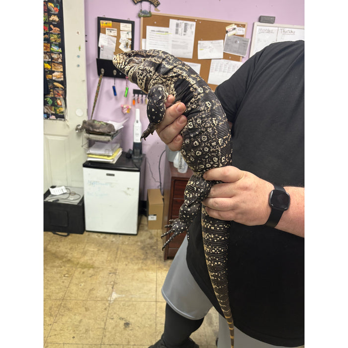 Argentine Black and White Tegu (Adult)